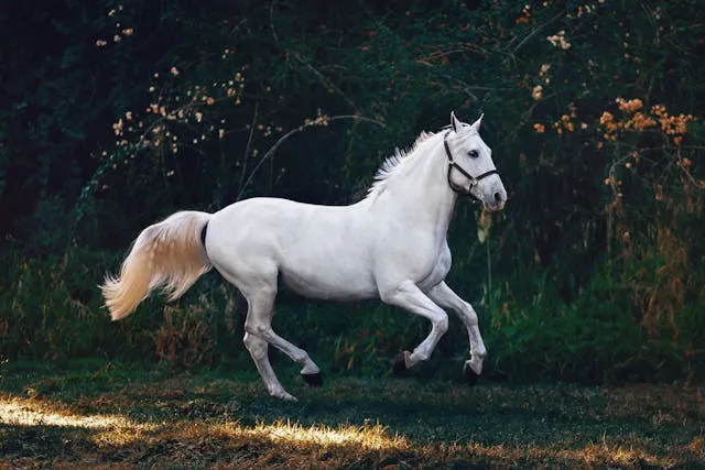 Bât pour cheval