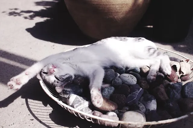 Le tableau galets chats