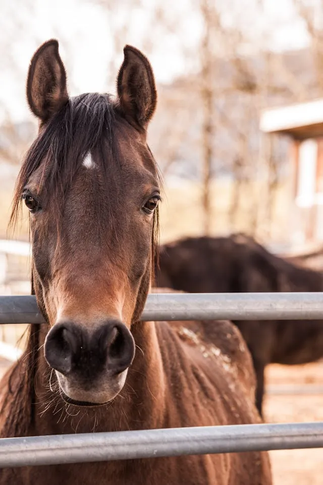 Bât pour cheval