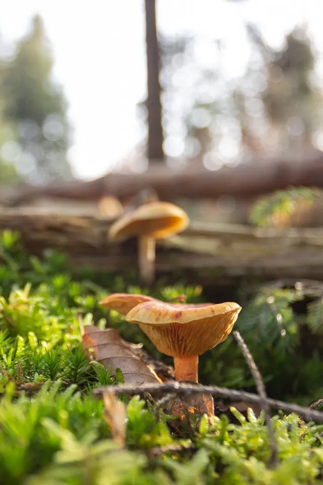 girolle