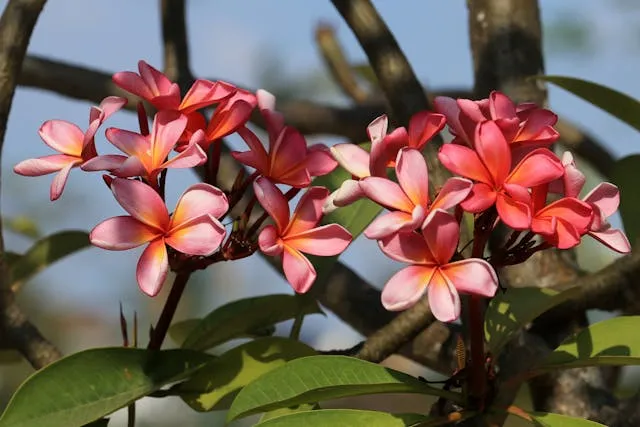 Frangipane sans lactose