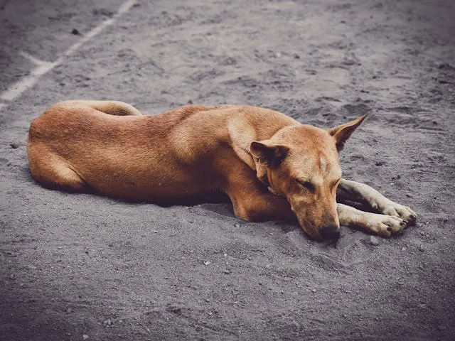 chien de pique